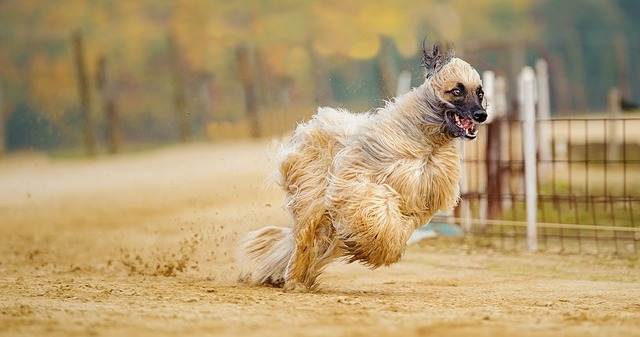 The 10 Least Obedient Dog Breeds