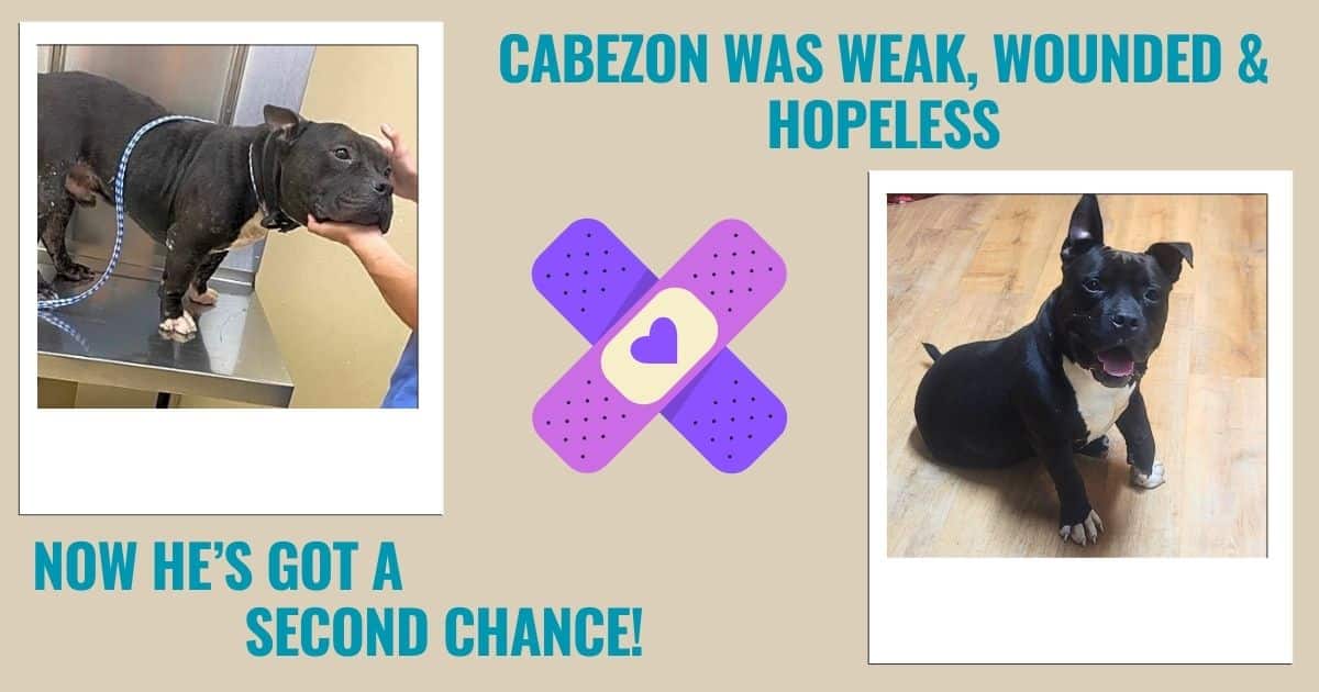 Cabezon was weak, wounded & hopeless. Now he's got a second chance!