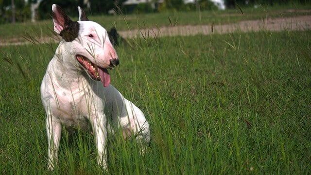 How Long Does It Take For CBD To Work On Dogs?
