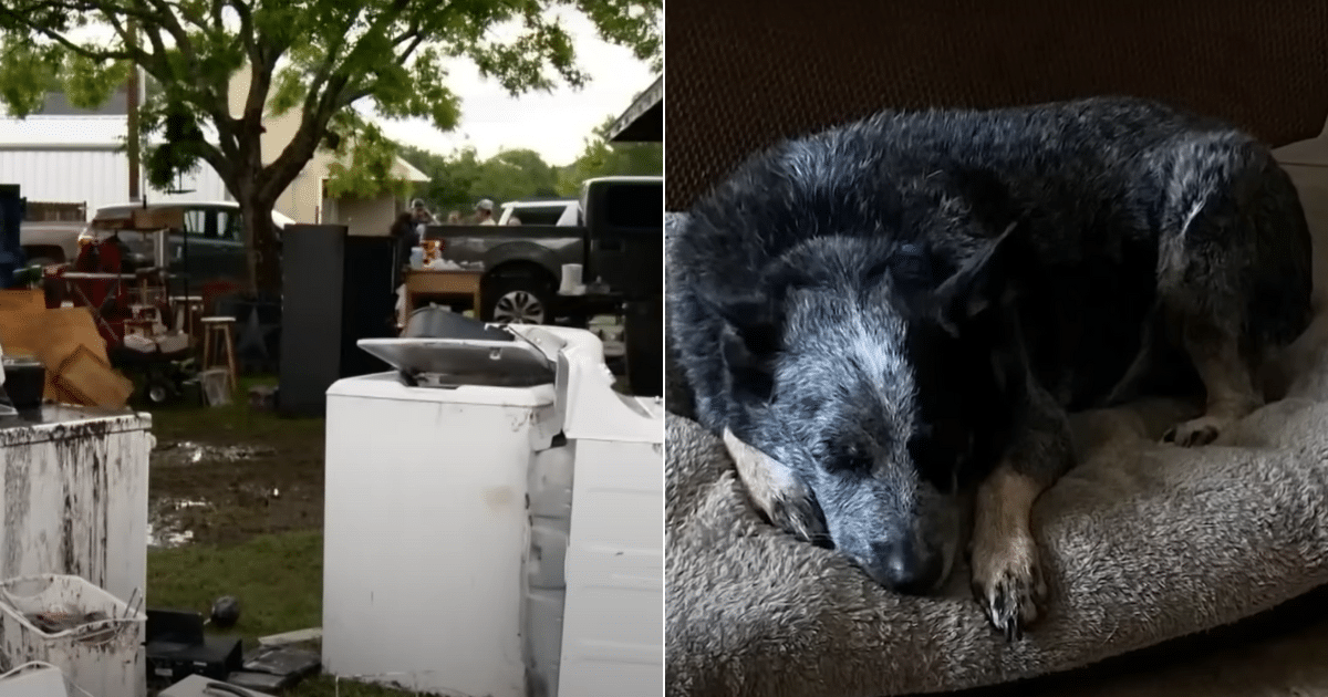 Dog Found Alive in Washer After Flood Leaves Rescuers Stunned