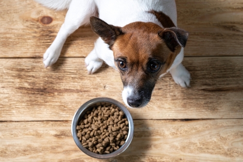 9 Best Air-Dried Dog Foods