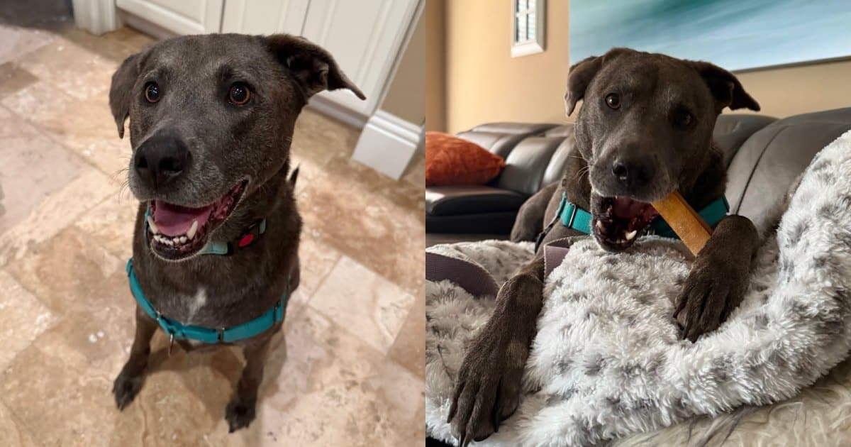 Skyler Is Proof That Foster Care Can Change a Dog’s Whole World