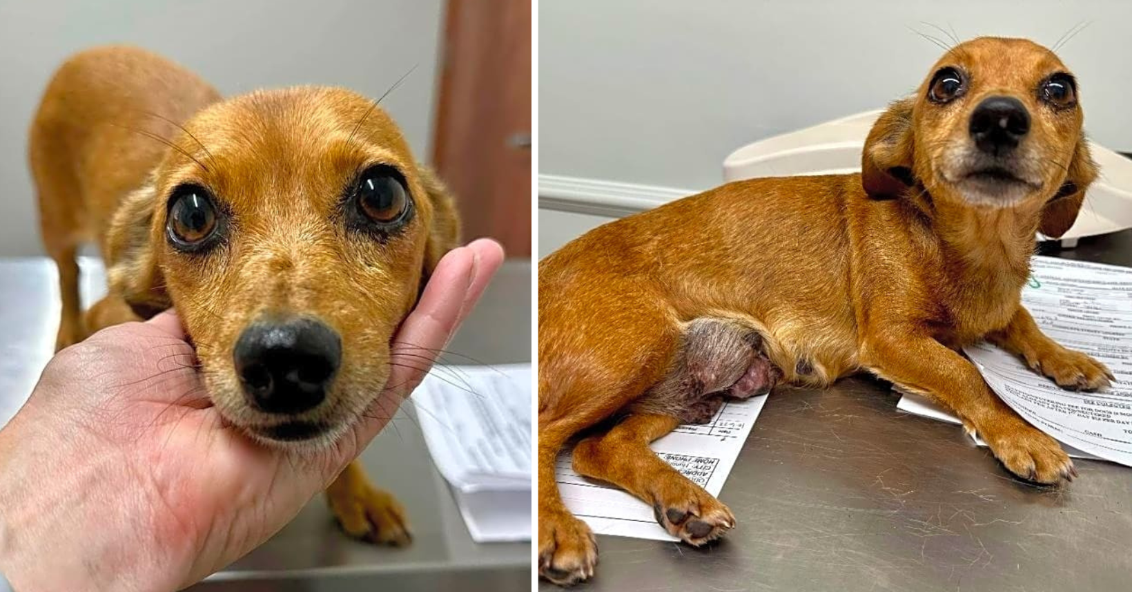 Piper Was A Money-Making Breeding Machine