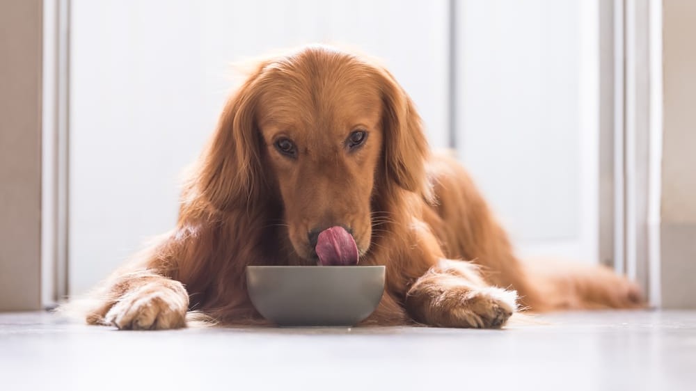 10 Best Fresh Dog Food Brands in 2025