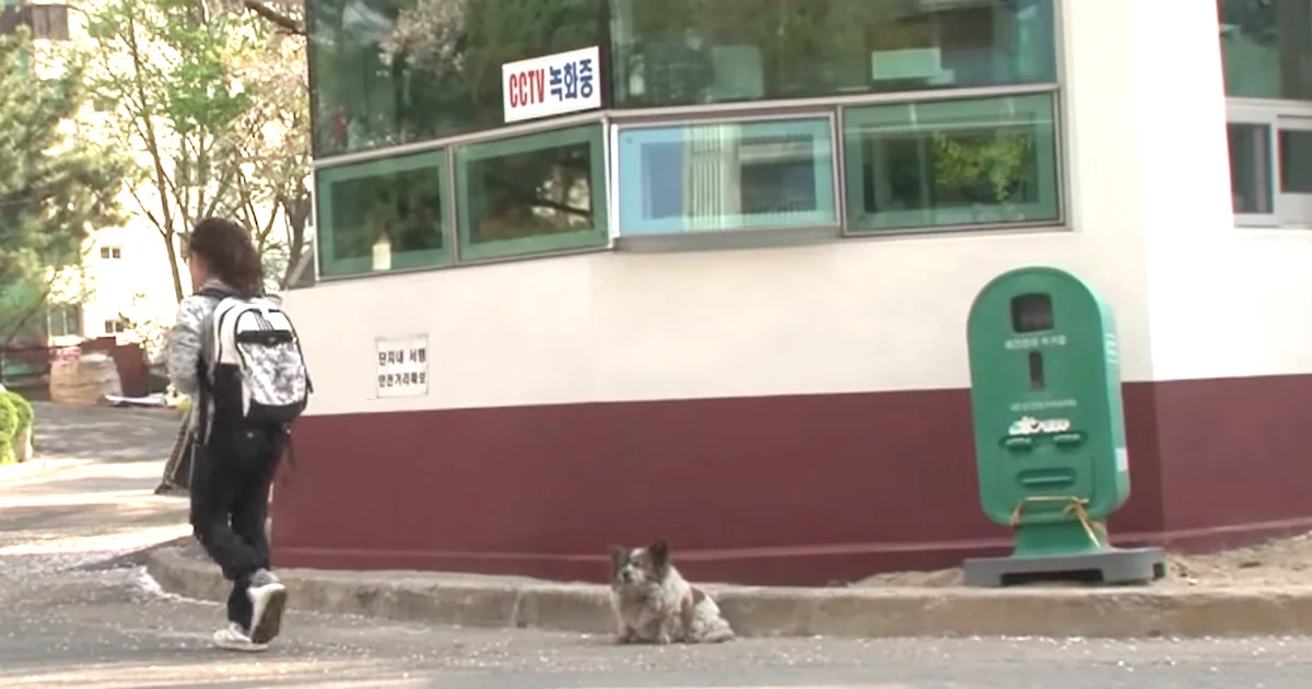 Abandoned Blind Dog Waits In Place For Her Owners To Return