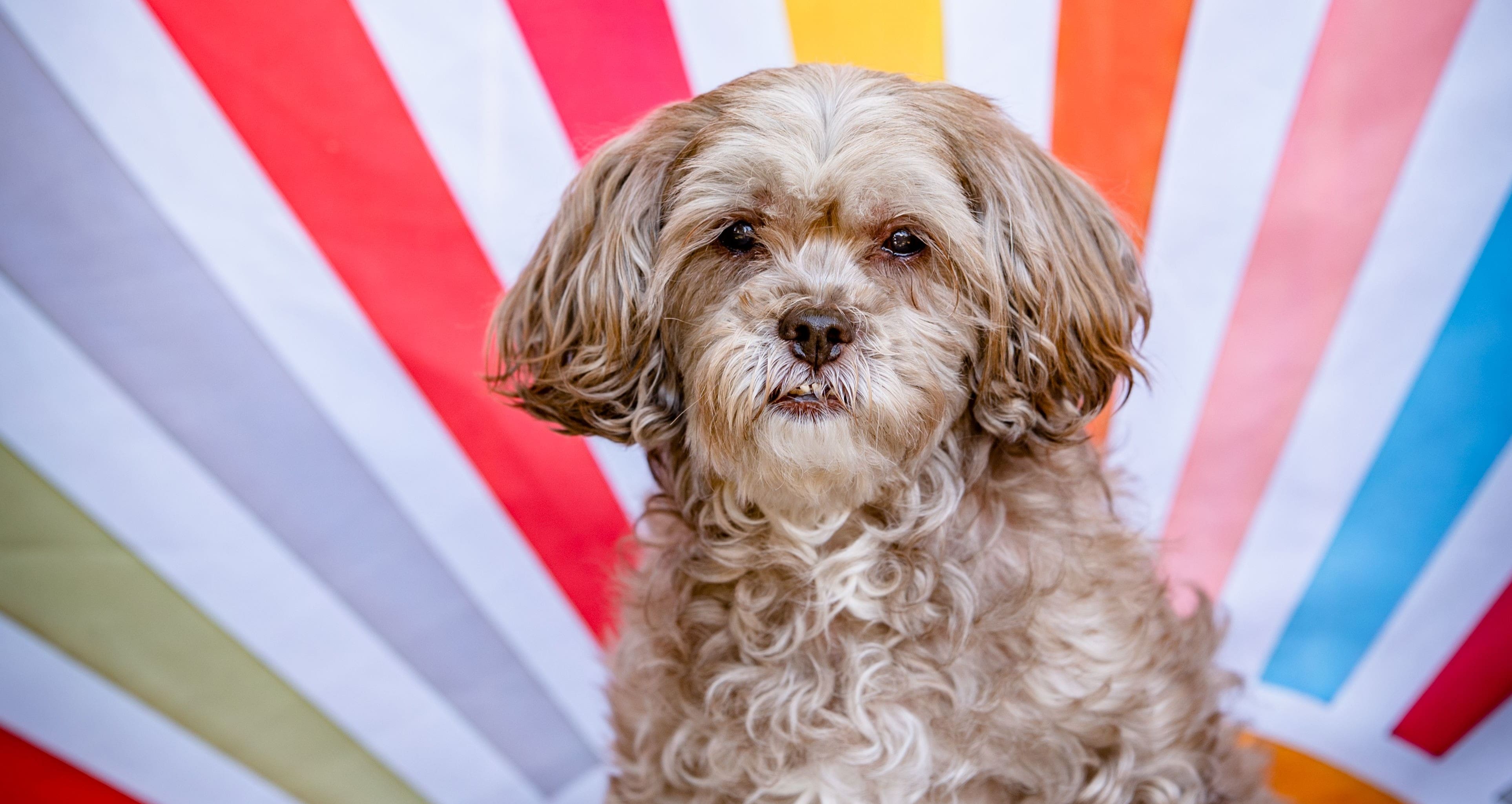 Thinking About Switching to Ollie Dog Food? Finch’s Experience Might Help!
