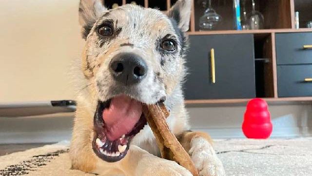 Pawstruck: Your Source for Natural, Additive-Free Dog Chews