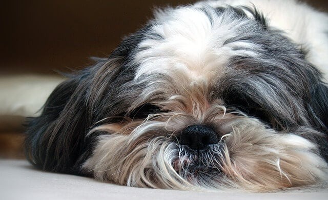 How CBD Oil May Help Your Dog or Puppy Sleep Better