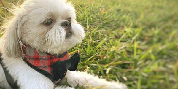 Tiny Deaf, Blind Dog Got Lost. A Cop Shot It Instead of Helping