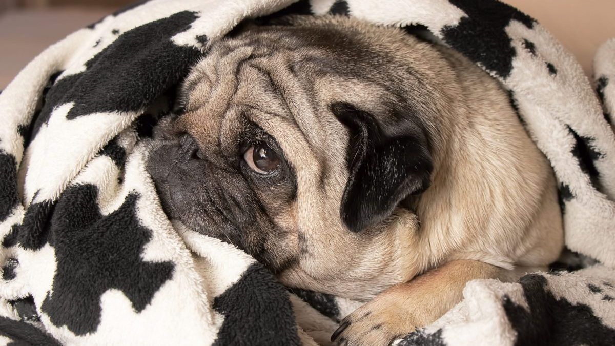 Discover The Revolutionary New WagWell Omega Supplement That’s Changing Dogs' Lives
