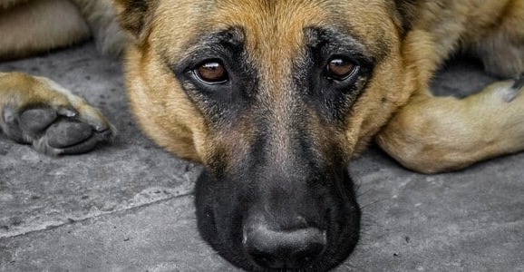 Dogs Killed Following Domestic Dispute