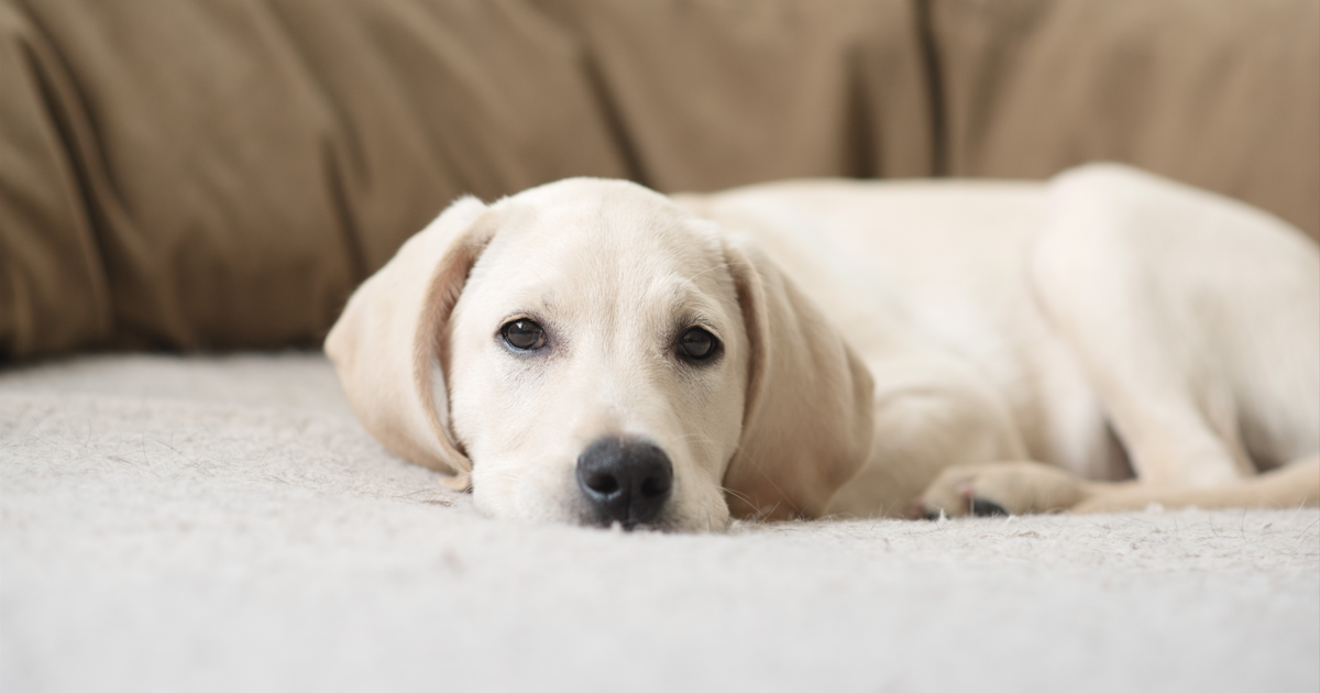 10 Best Cooling Dog Beds For Hot Summer Days