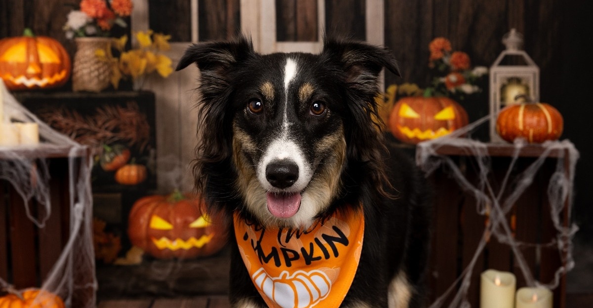 13 Best Halloween Dog Bandanas