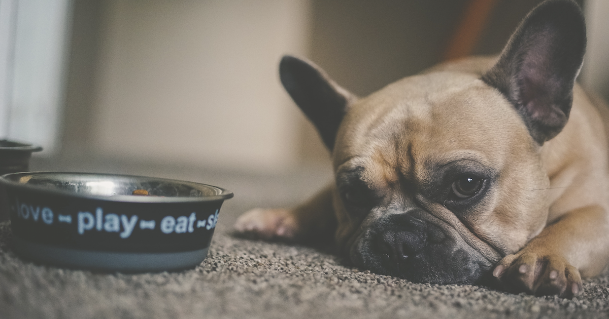 12 Best Dog Foods For Allergies