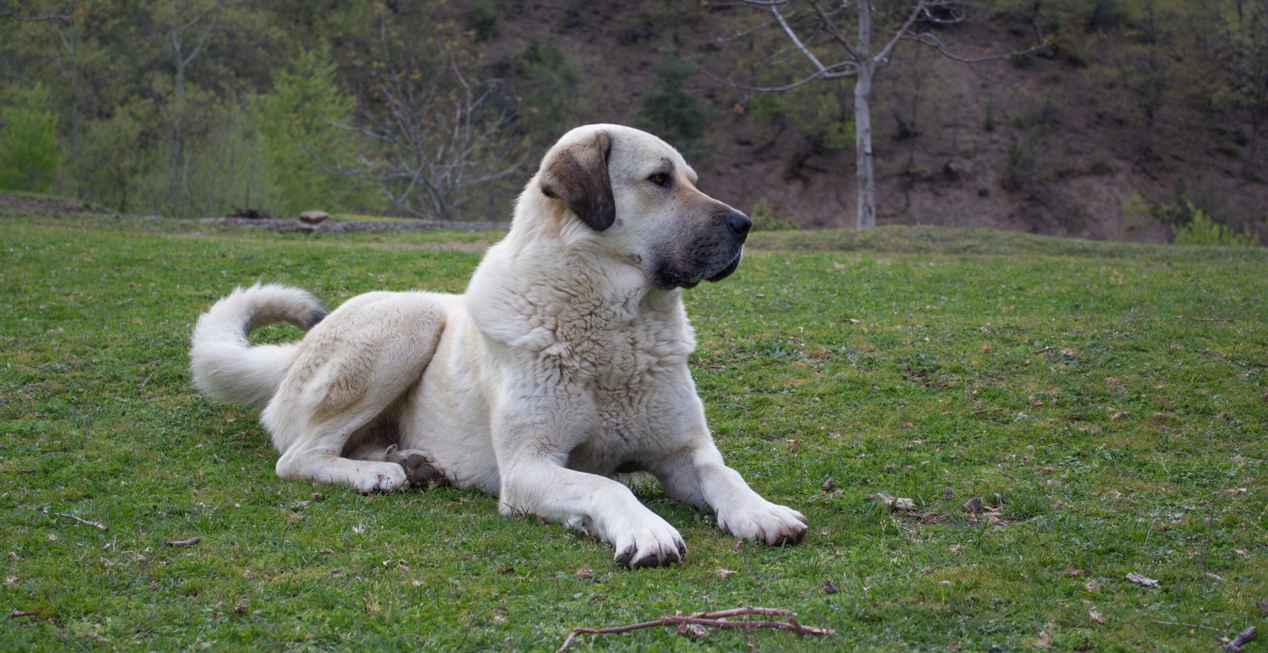 I Fought Like Hell to NOT Put My Older Dog Down. Here’s What I Discovered