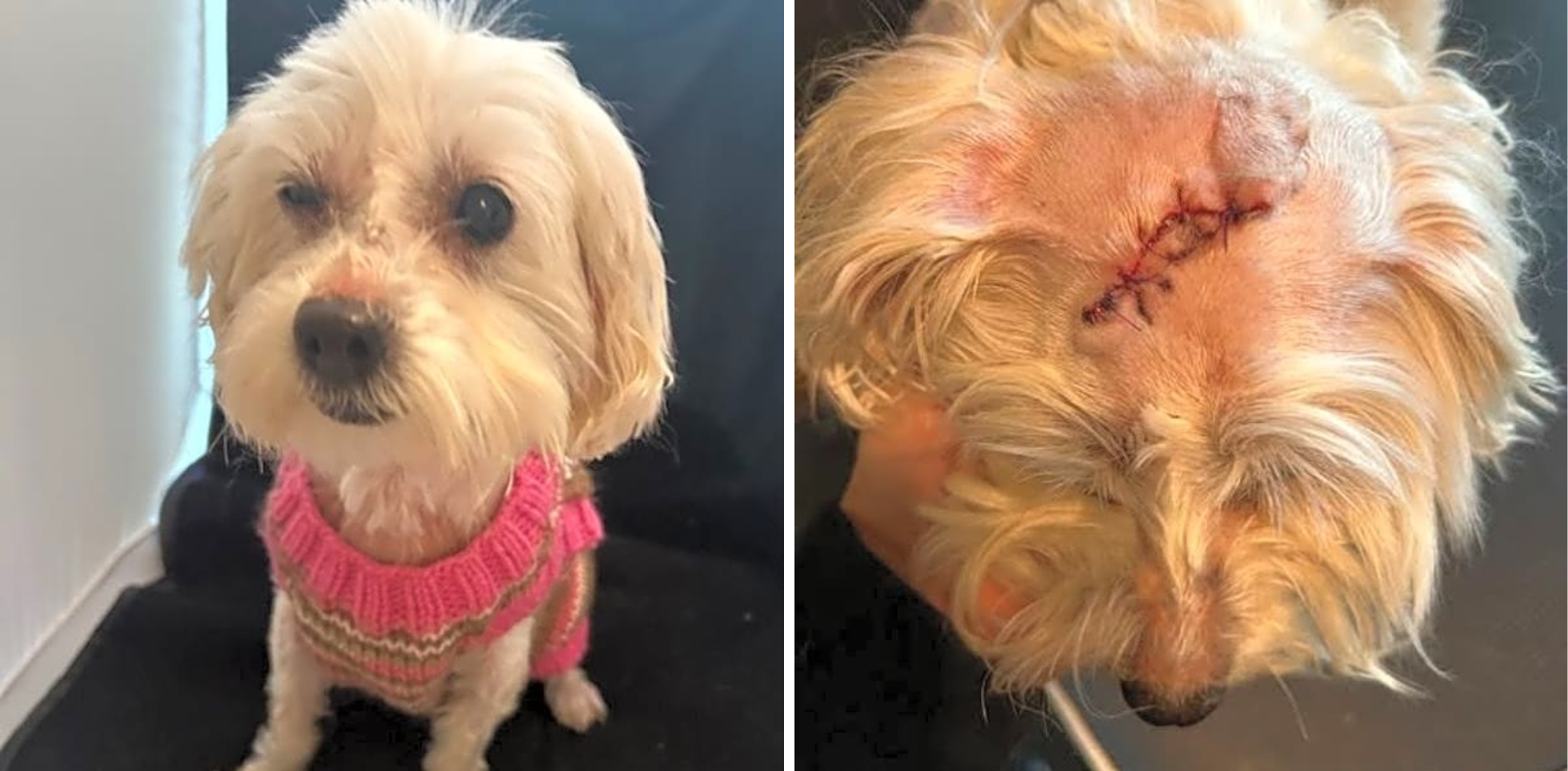 Found Alone, Neglected, and Frightened Noodles Needs Your Help!