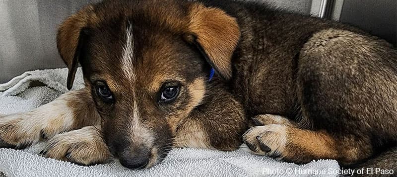 Dog lying on a blanket, looking at camera