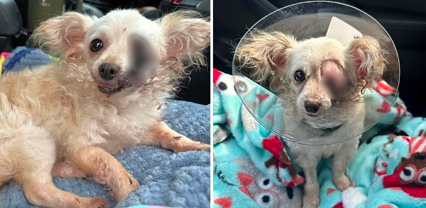 Attacked By Another Dog, Jerry Waited In His Pen For Help