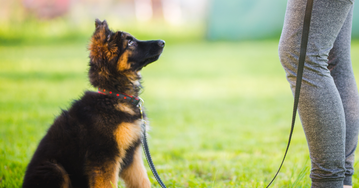K9 Training Institute Online Dog Training Review 2024