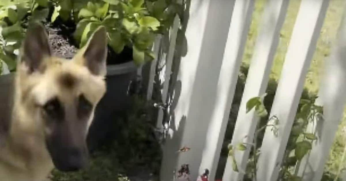 Alligator Crashes Fence and Attacks Dog in Shocking Backyard Encounter