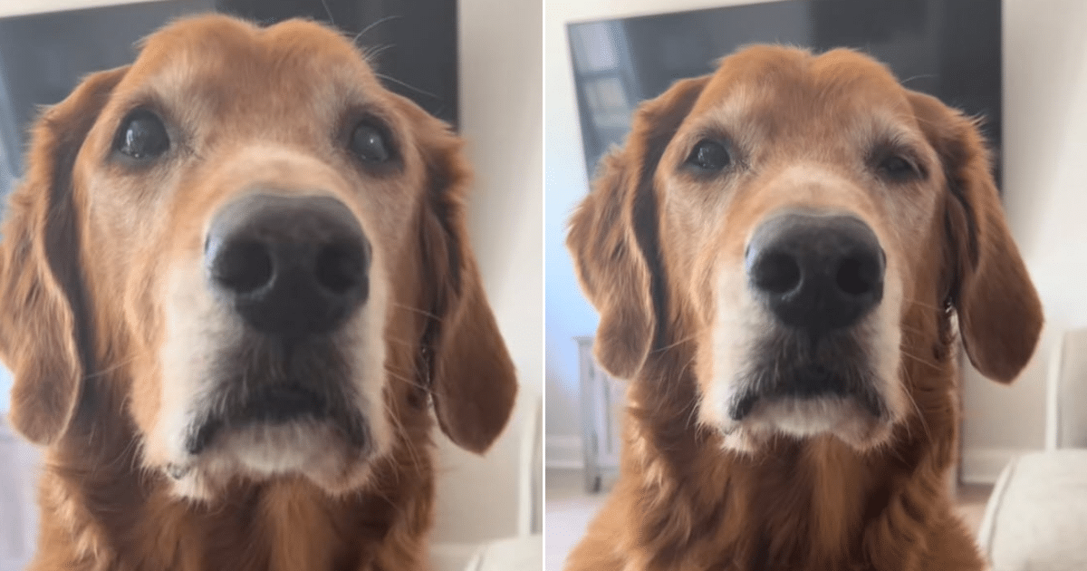 Rescue Golden Retriever Sleeps While Watching Owners After 10-Years Outdoors