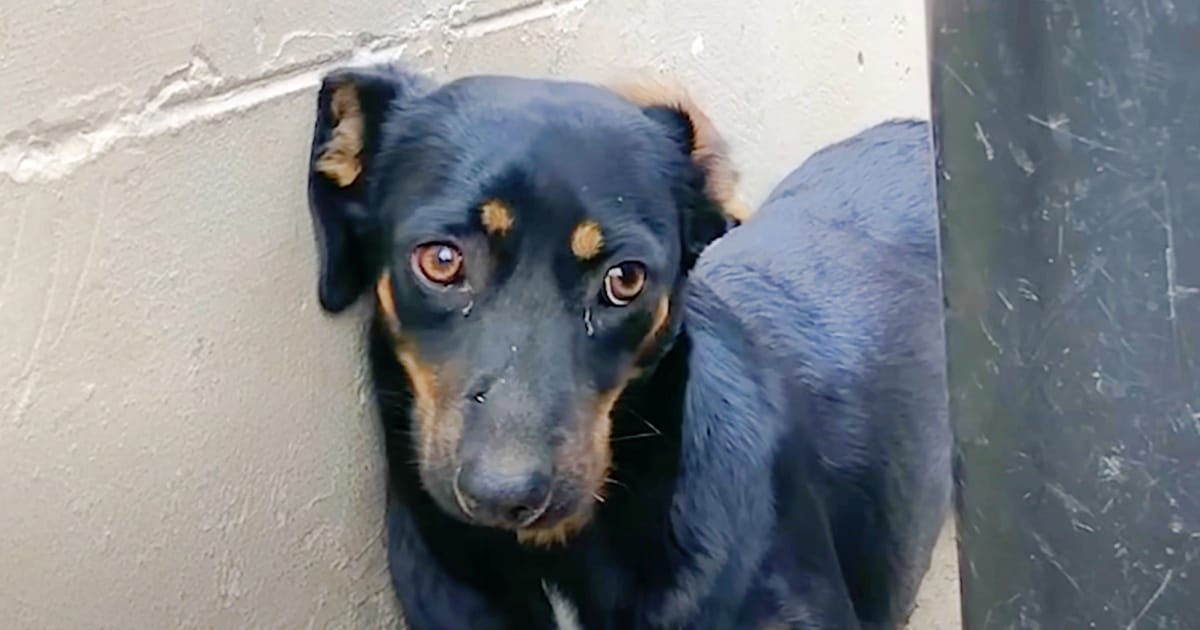 Dog Kicked Out For Being Unwanted Wags Whole Body When Dancing With Dad