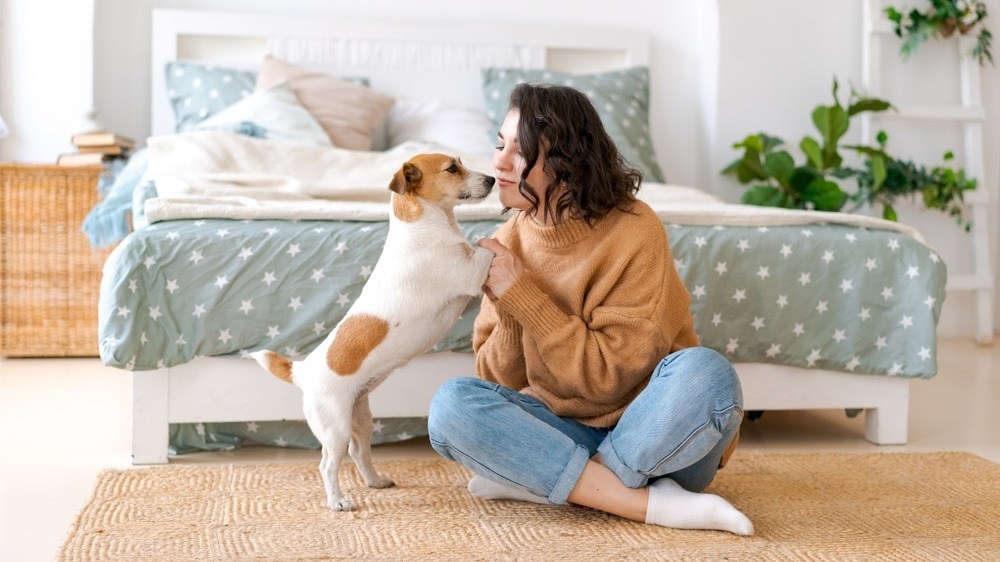 Smart Solutions for Everyday Life With Dogs