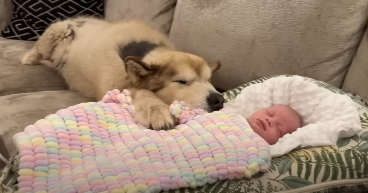 Gentle Giant Dog Forms Instant Bond with Newborn and Becomes ‘Inseparably’ Devoted