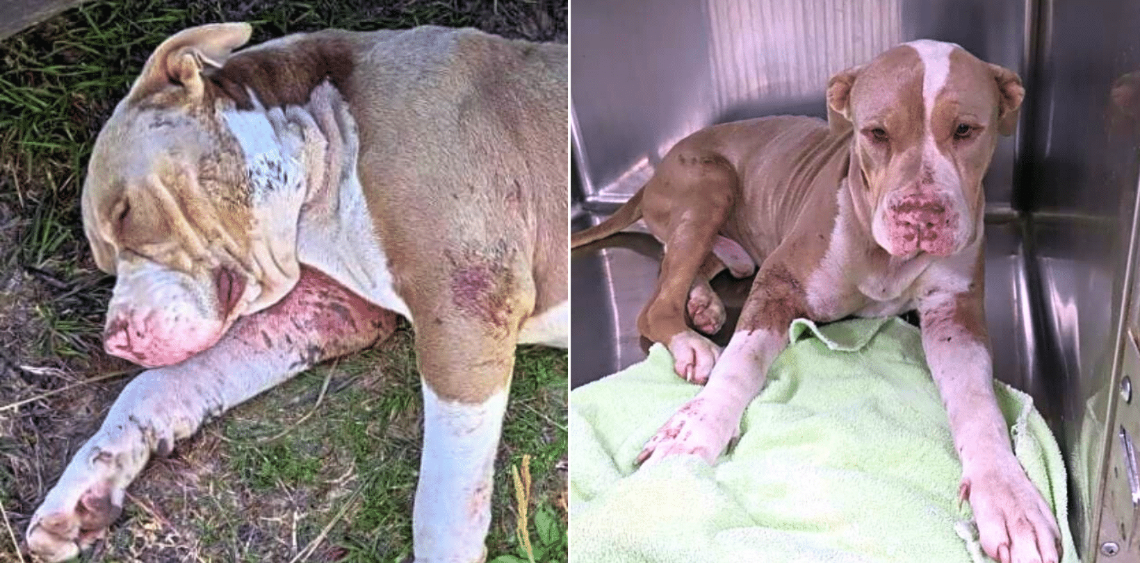 Found Bleeding Near A Bridge, Suspected Bait Dog Is In Critical Care