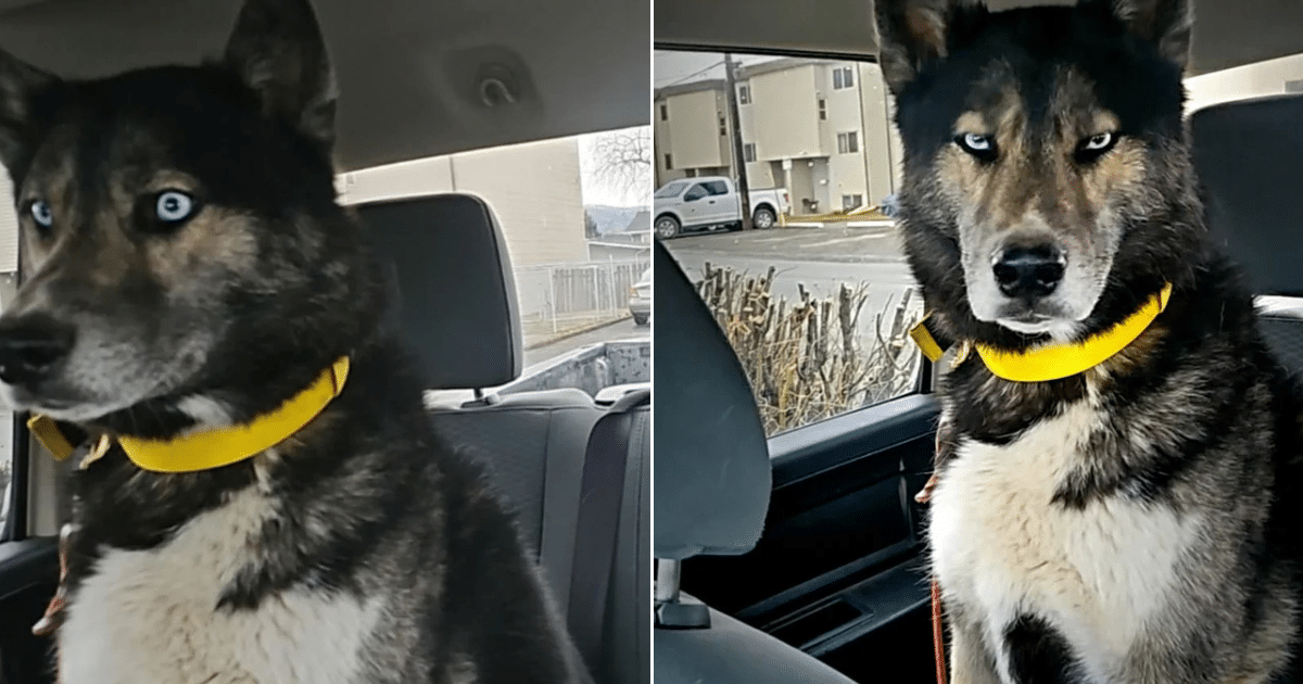Husky Realizes He’s at the Groomer, Not Day Care, His Facial Reaction Says It All