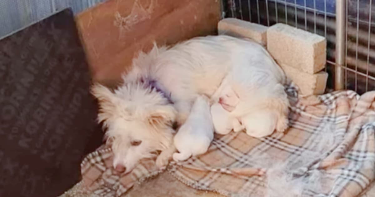 Dog And Babies Quivered In A Cold Corner Of Rundown Shelter