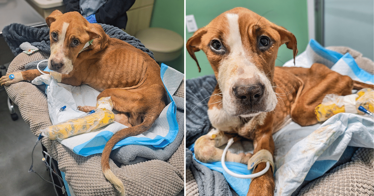 Abandoned, Starving, But Never Broken: Help Haven Heal