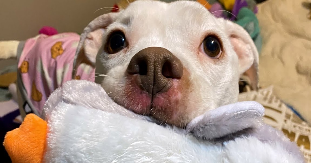 Dog Left Alone In Apartment Clings To Toy For Comfort
