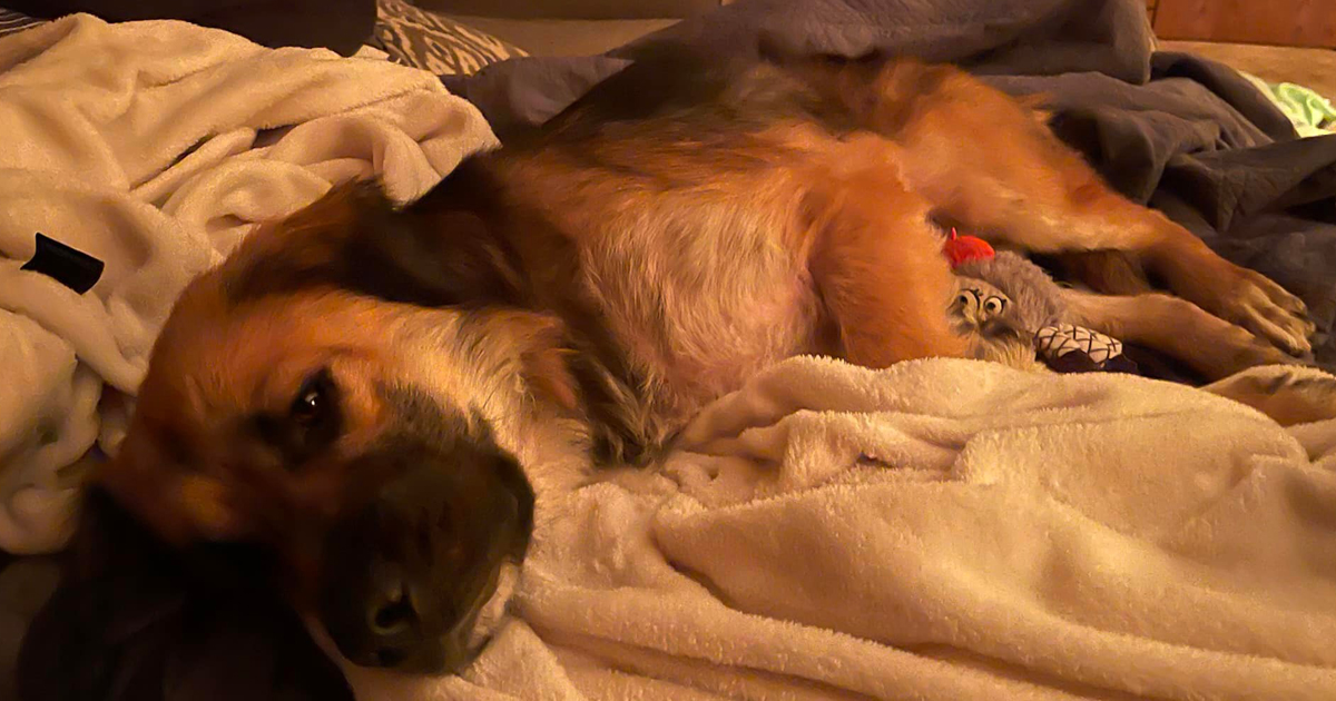 Leroy Suffered Negelct For So Long – But Thanks To You, He Finally Has Love!