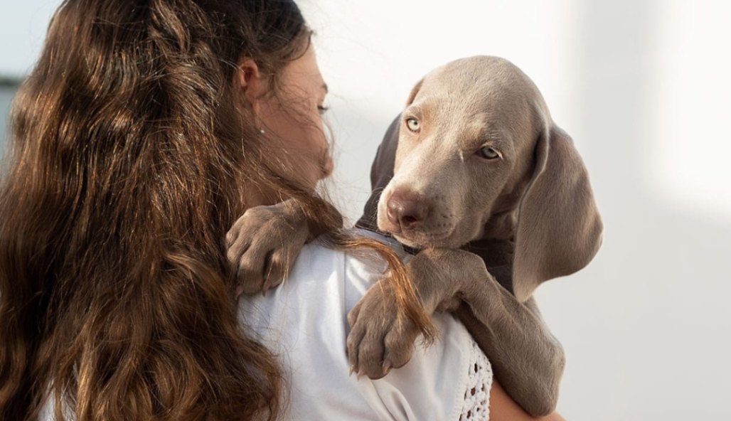 Would You Pick One of These 11 Needy Dog Breeds?