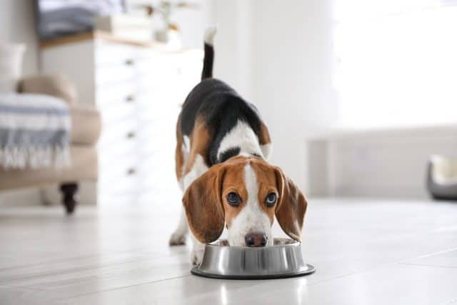 The First-Year Feeding Guide Every Puppy Parent Needs