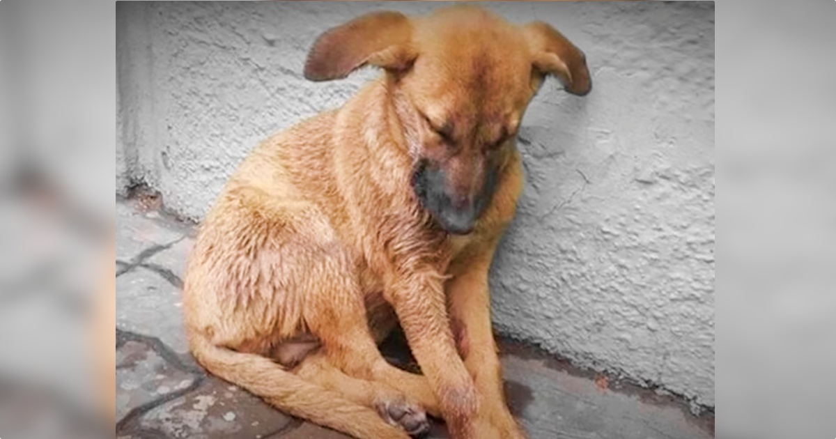 Woman Scolds Man For Feeding Stray Dog, His Sharp Retort Attracts A Crowd