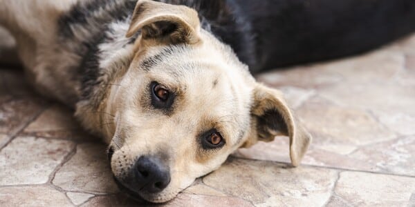 Dog Found Shot and Abandoned by Highway