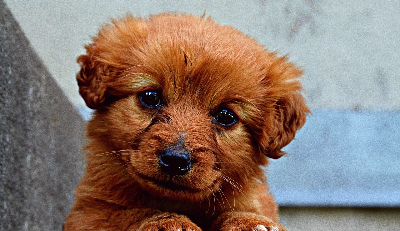 5 Best Dog Collar Cameras
