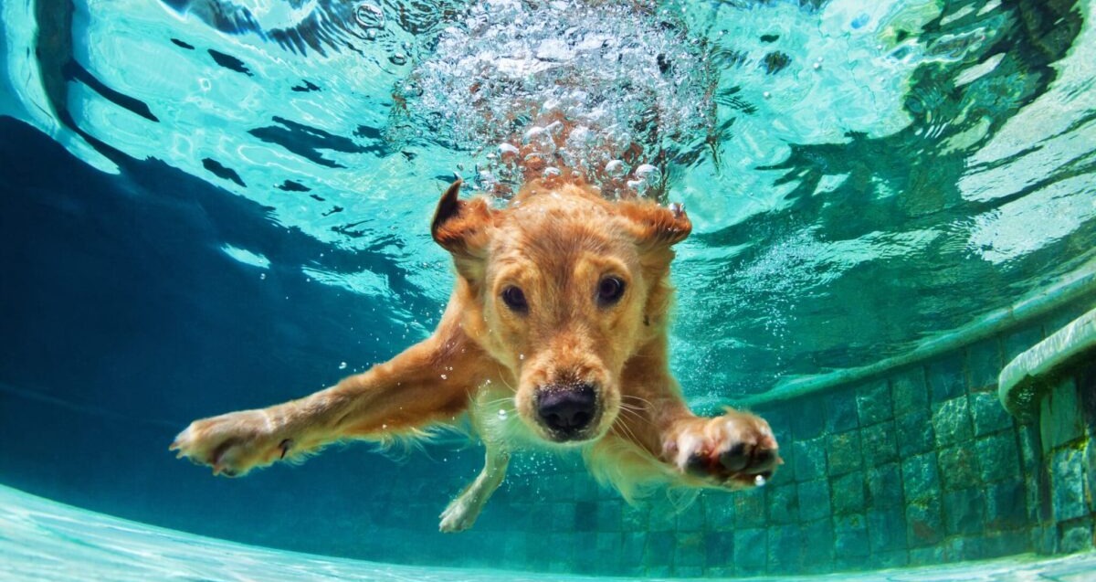 11 Dog Breeds That Are Most Enthusiastic About Water