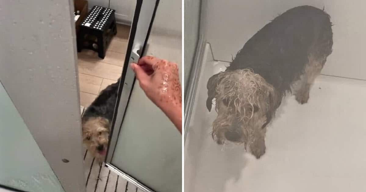 Dog’s Reaction to Joining His Owner in Shower Has Internet Laughing