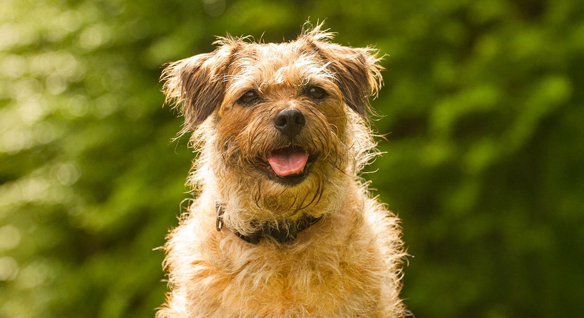15 Wire-Haired Dog Breeds That Rock the Rough-and-Tumble Look