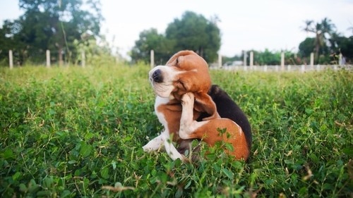 5 Natural Ways To Help Relieve Your Dog’s Allergies
