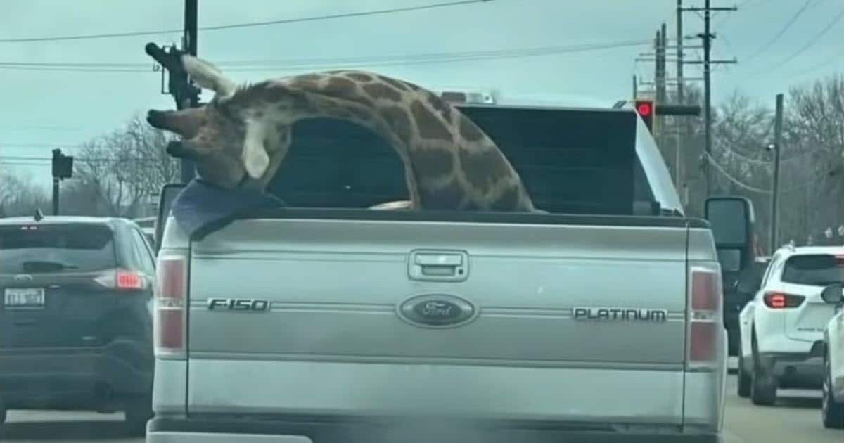 Drivers Stunned as a Giraffe is Spotted in the Bed of a Pickup Truck