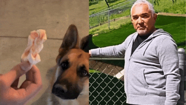 Cesar Millan Shares Some of The Most Toxic Foods For Dogs