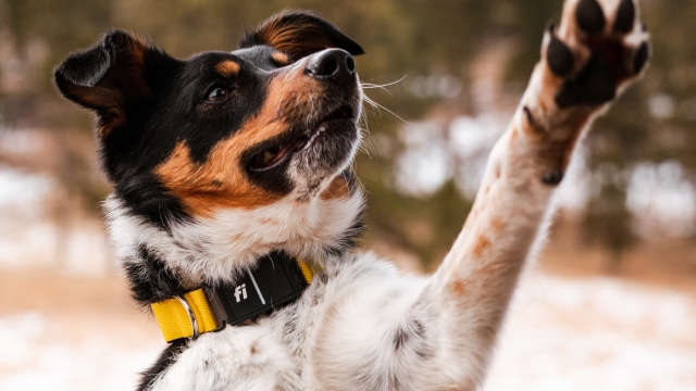 Who wants 60% off your first box of Ollie + a FREE Fi GPS Collar?!