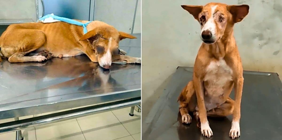 Lenny Was Broken, Blinded And Left For Dead