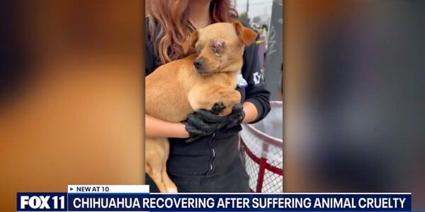 Someone Glued This Dog's Eyes Shut