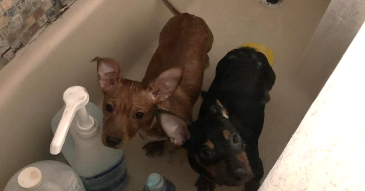 These Chiweenies Escaped An Overcrowded Home With Your Help!