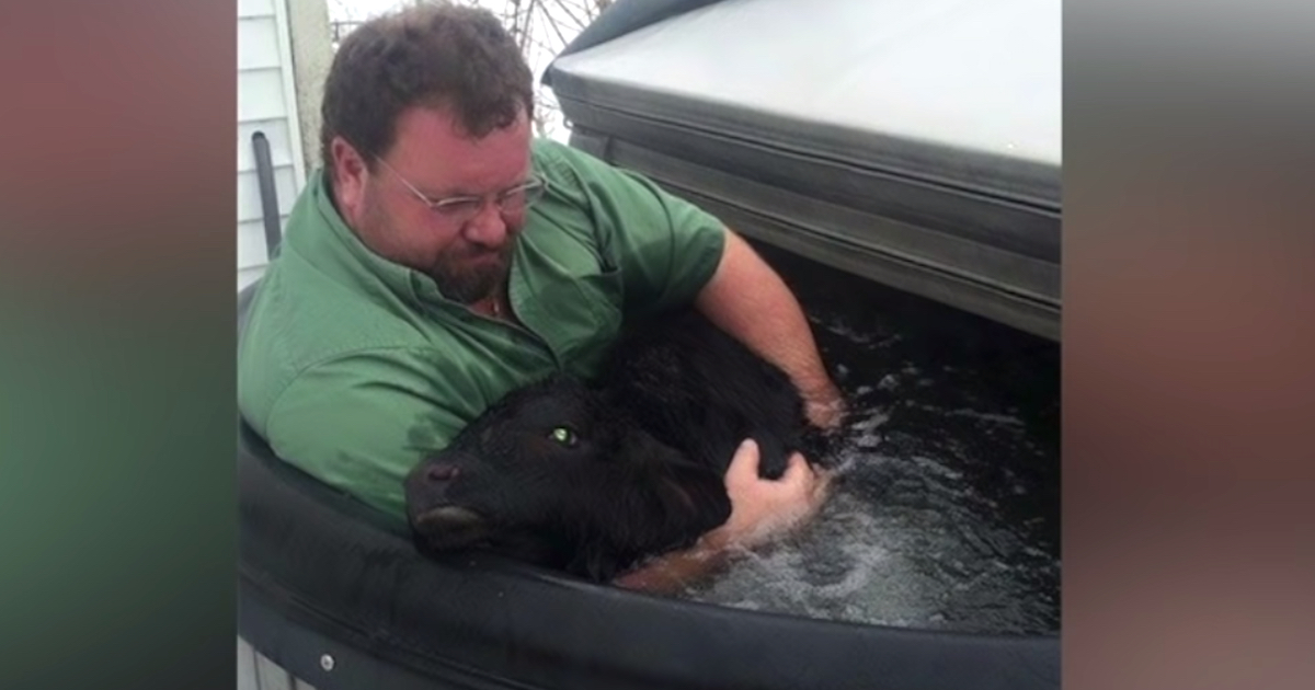 Man Finds Baby Cow Freezing In The Snow, Runs And Fires Up The Hot Tub